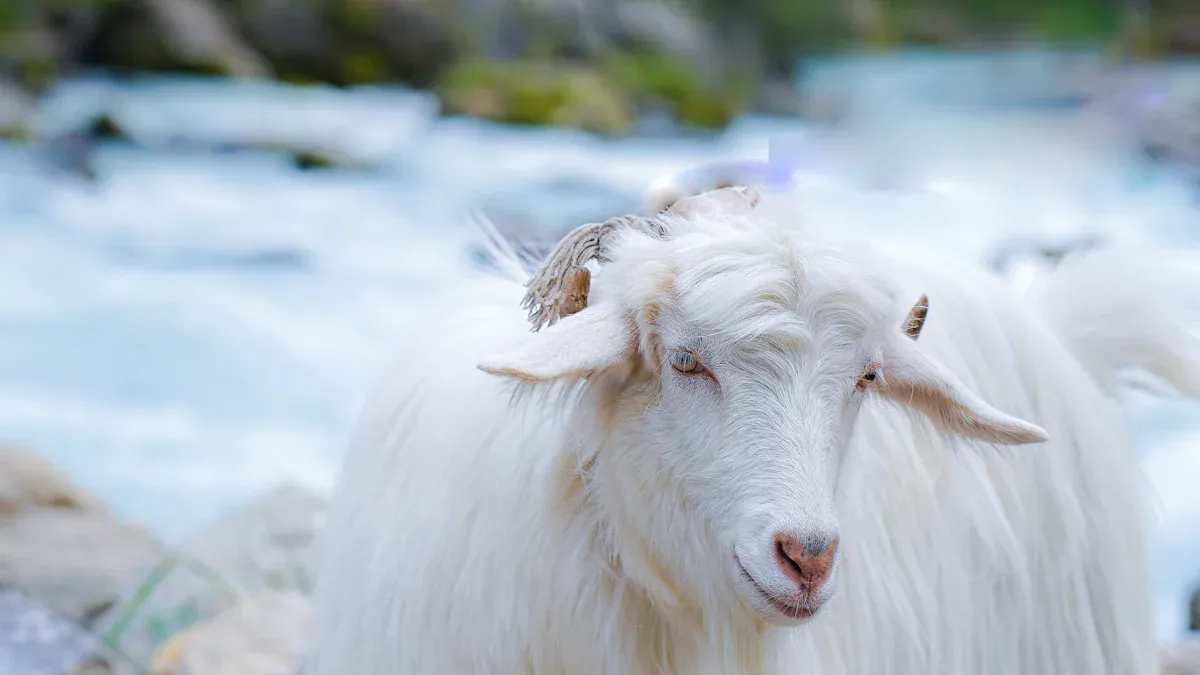 Where Does Cashmere Come From