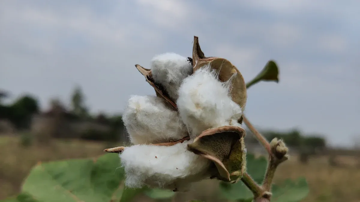 What Is Cotton