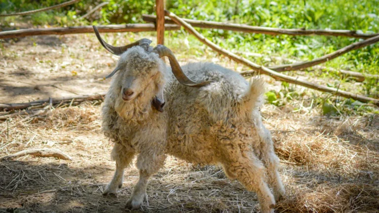What is mohair and where does it come from