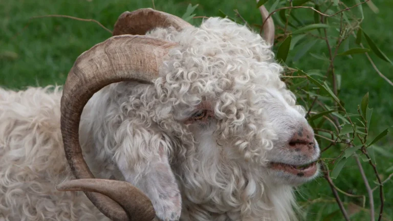 Johnstons of Elgin vs Ralph Lauren Which Cashmere Feels Best