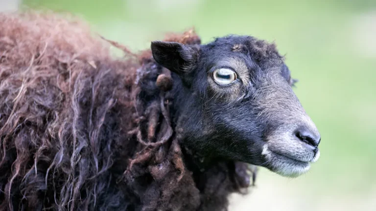 What Is Lambswool and Where Does It Come From