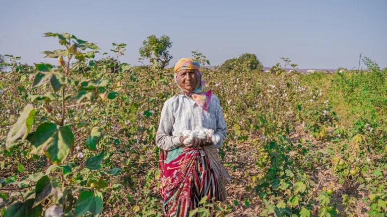 Pima Cotton Explained: Origins, Structure, Benefits & Sustainability