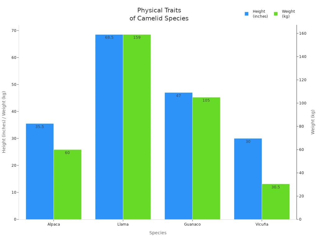 Grouped bar chart comparing height and weight of alpaca, llama, guanaco, and vicuña