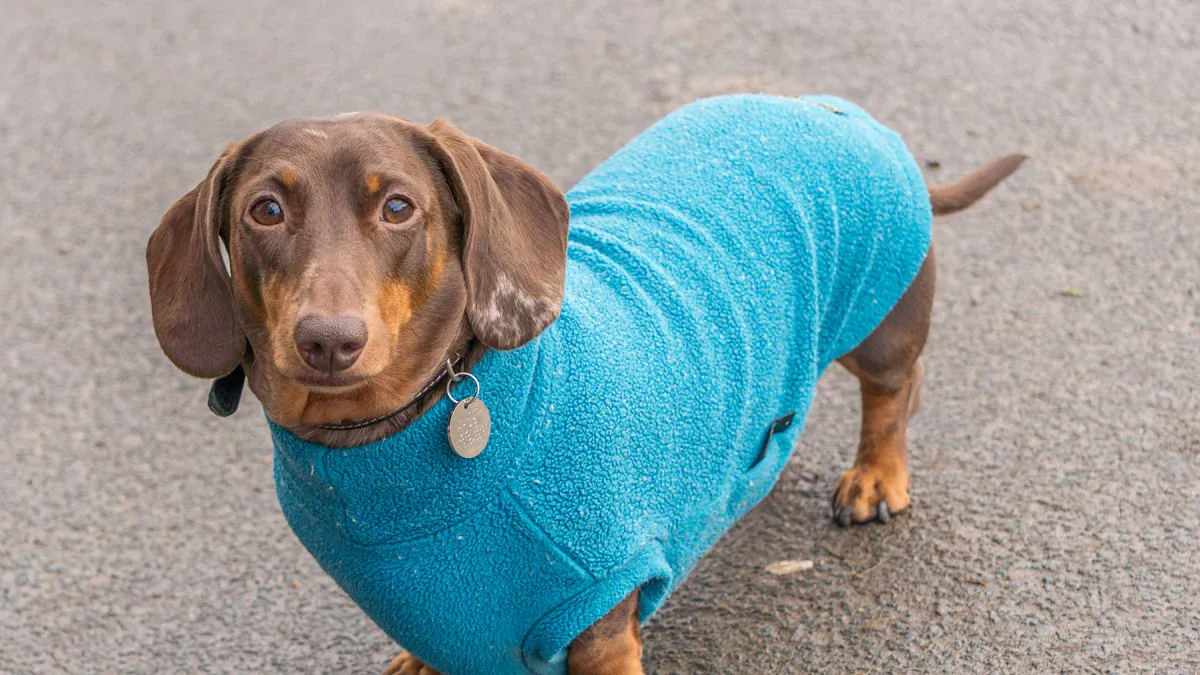 Top 10 Sweaters for Dachshunds