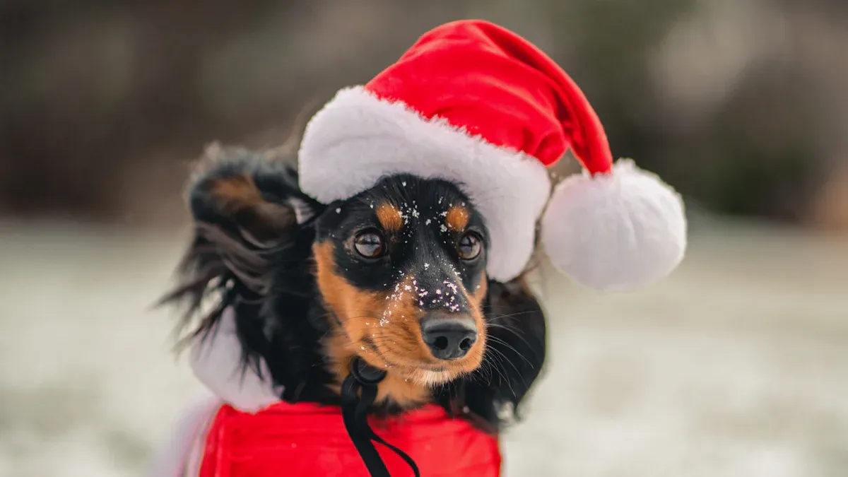 Top 10 Cozy Sweaters for Dachshunds This Winter