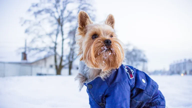 How to Know If Your Dog Needs a Sweater in Chilly Weather