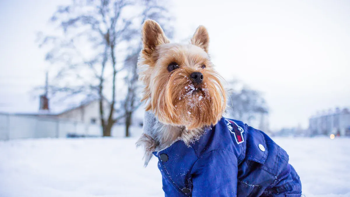 How to Know If Your Dog Needs a Sweater in Chilly Weather