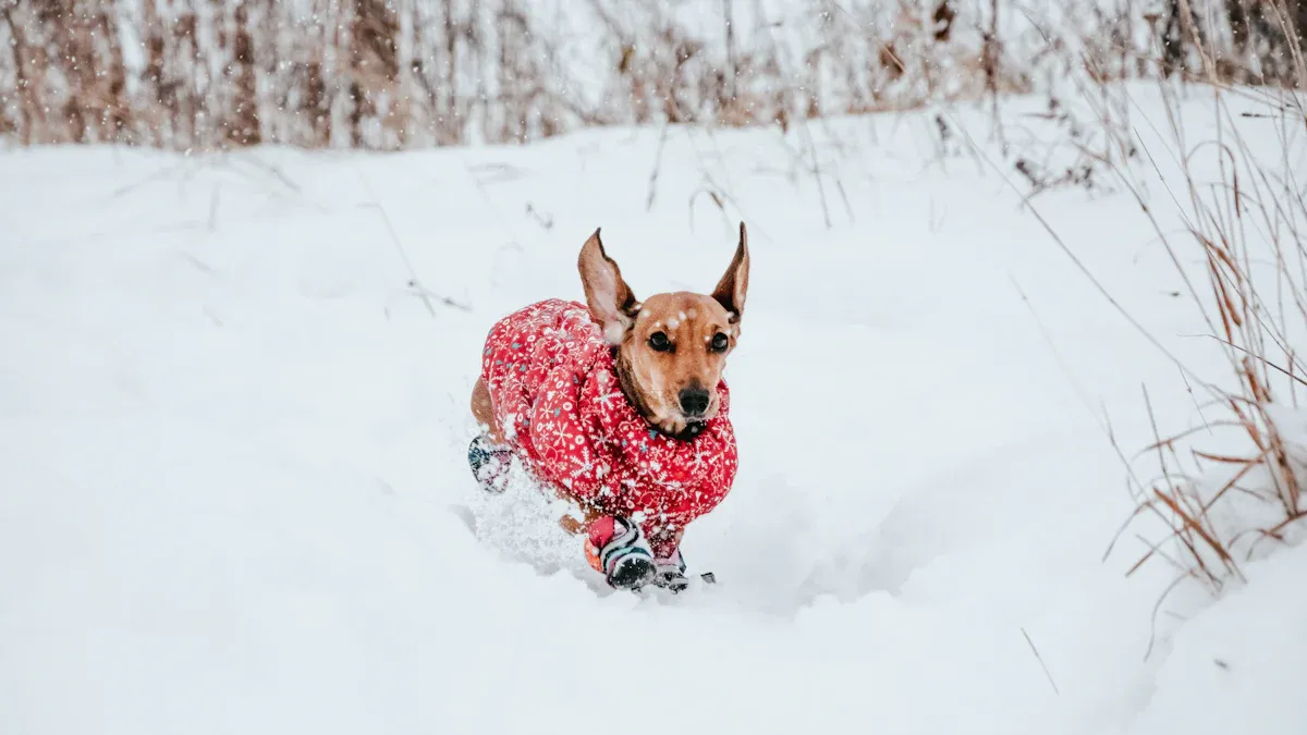 Why Dachshunds Need Sweaters in Winter