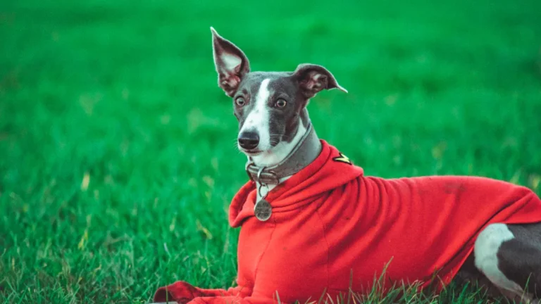 Top Italian Greyhound Sweaters Every Owner Should See