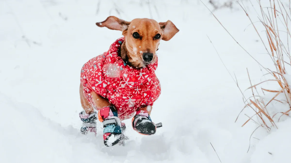 Best Sweaters for Dachshunds