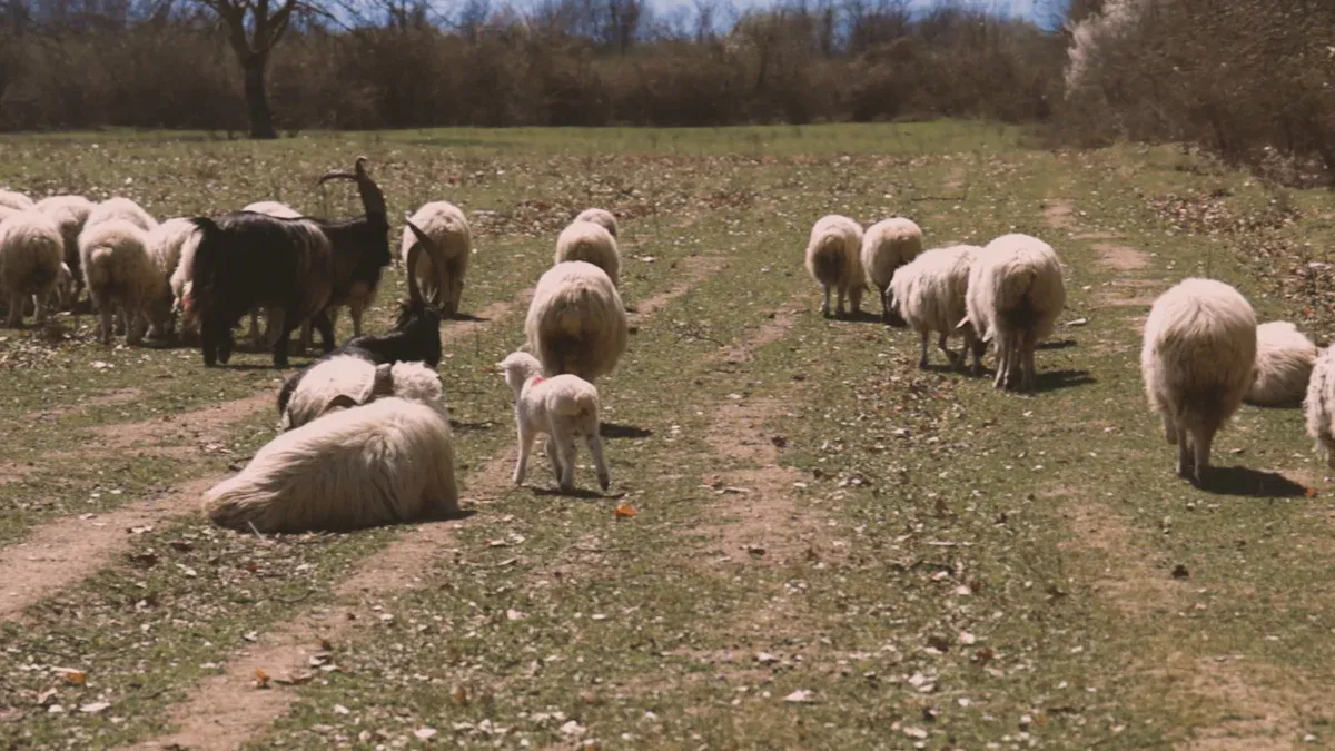 Animal Welfare and the Five Freedoms