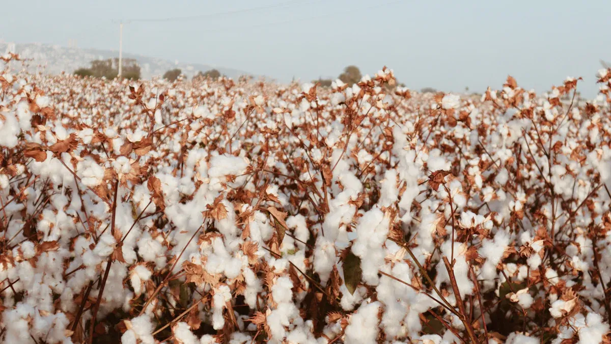 What Is Regular Cotton?
