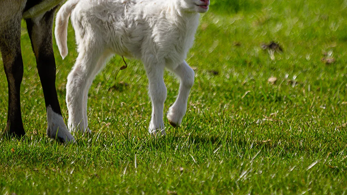 Cashmere Yarn Overview